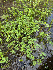 Hosackia pinnata, photograph (c) Kieran Hanrahan, some rights reserved (CC BY)