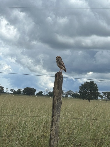 Burrowing Owl