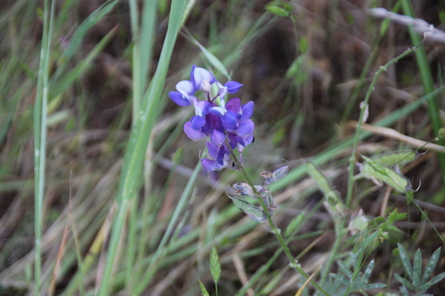 iNaturalist observation photo of lupines
