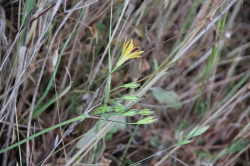 iNaturalist observation photo of agave and allies