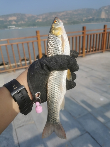 Barbel Chub
