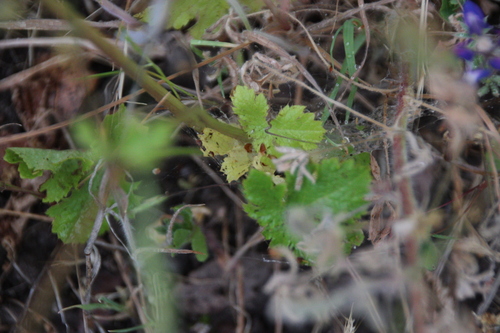 iNaturalist observation photo of Dicots