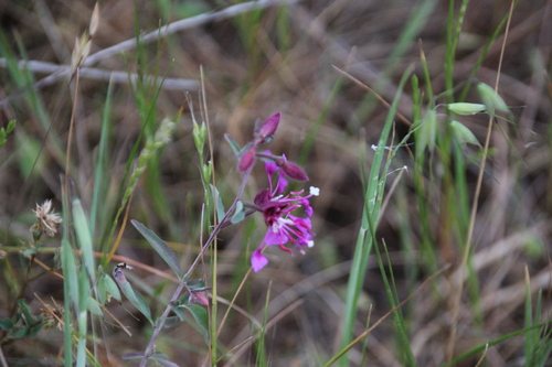 iNaturalist observation photo of Elegant Clarkia