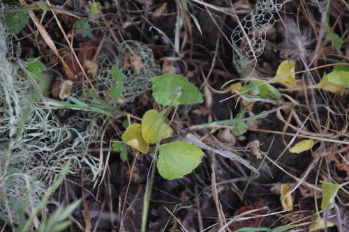 iNaturalist observation photo of Dicots