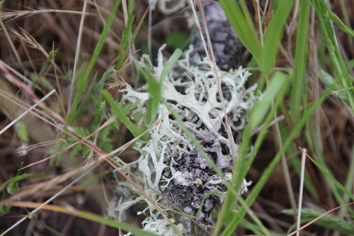 iNaturalist observation photo of oakmoss lichens