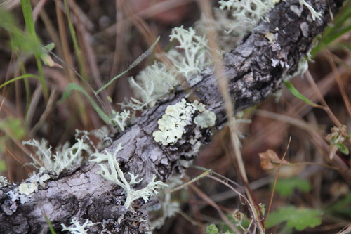 iNaturalist observation photo of typical shield lichens