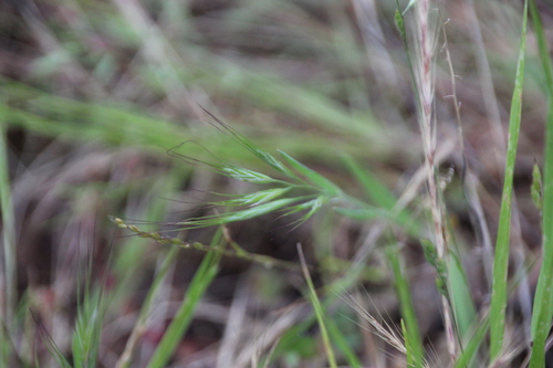 iNaturalist observation photo of Pooideae