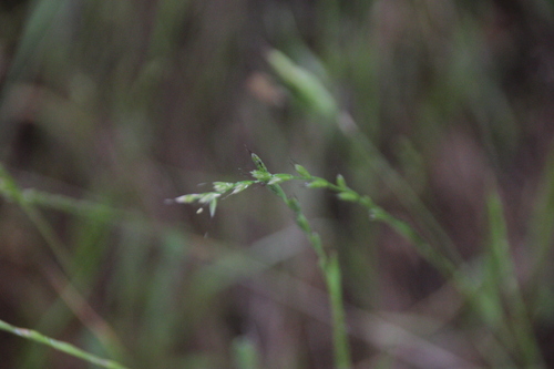iNaturalist observation photo of grasses