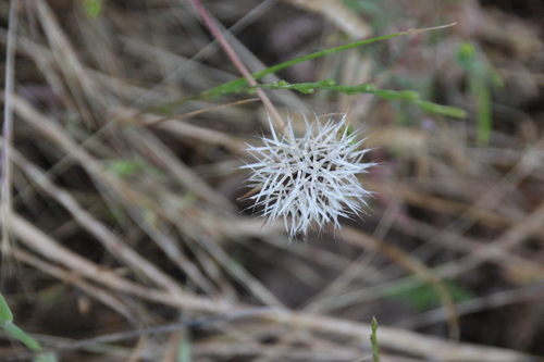 iNaturalist observation photo of silverpuffs