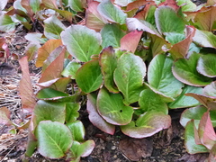 Bergenia