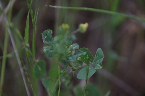 iNaturalist observation photo of bur clover