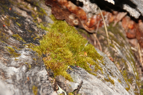 iNaturalist observation photo of Mosses