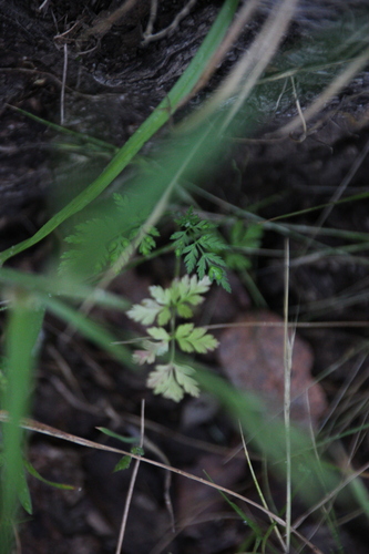 iNaturalist observation photo of common hedge parsley