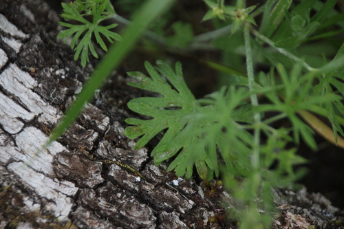 iNaturalist observation photo of geraniums and cranesbills