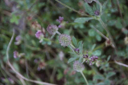 iNaturalist observation photo of Rancheria clover