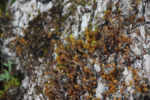iNaturalist observation photo of Pulvigera