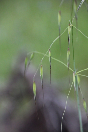 iNaturalist observation photo of Oats