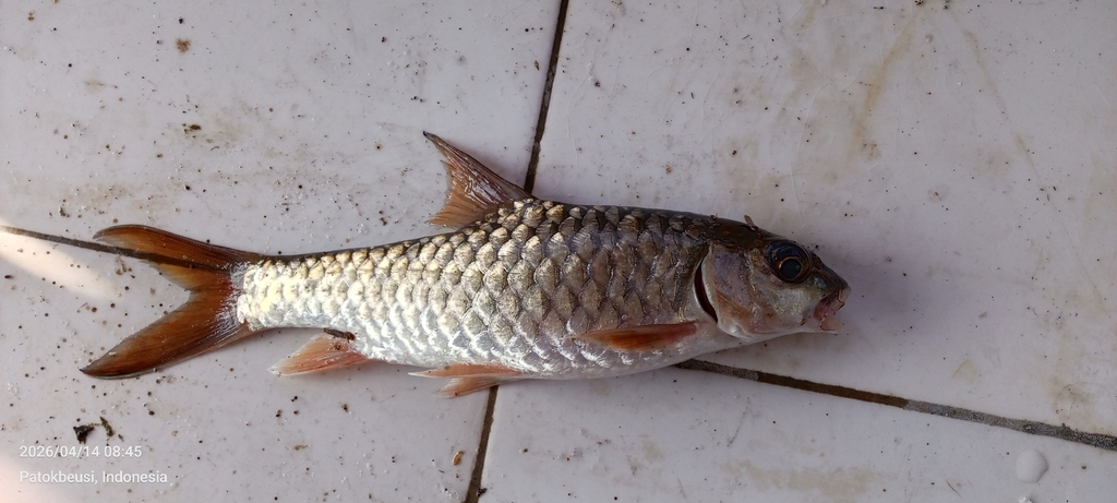 Neolissochilus soro