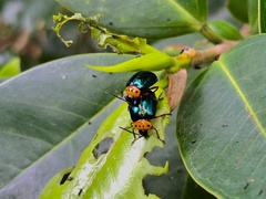 Morphosphaera caerulea