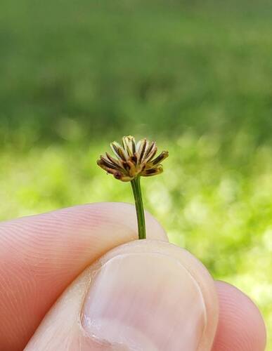 Chrysanthellum indicum, photograph 1