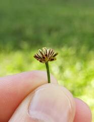 Chrysanthellum indicum, photograph (c) Lucas Carbone, some rights reserved (CC BY)