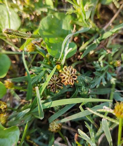 Chrysanthellum indicum, photograph 2