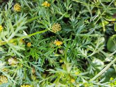 Chrysanthellum indicum