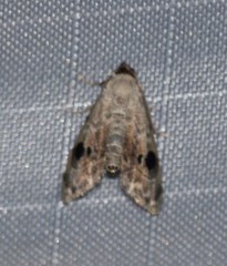 Abablemma duomaculata