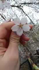 Prunus