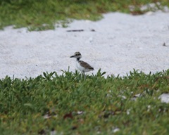 Charadrius wilsonia
