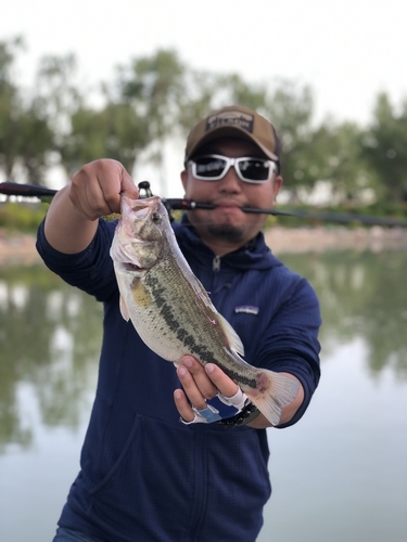 Largemouth Bass
