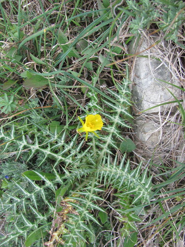 Narcissus bulbocodium
