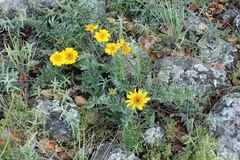 Balsamorhiza macrolepis