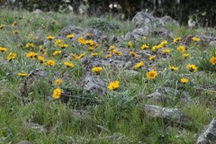 Balsamorhiza macrolepis
