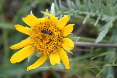 Balsamorhiza macrolepis