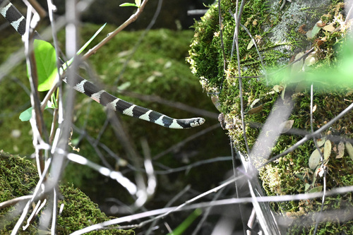 iNaturalist observation photo of California King Snake