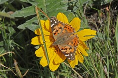 Balsamorhiza macrolepis