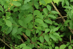 Ligustrum tschonoskii