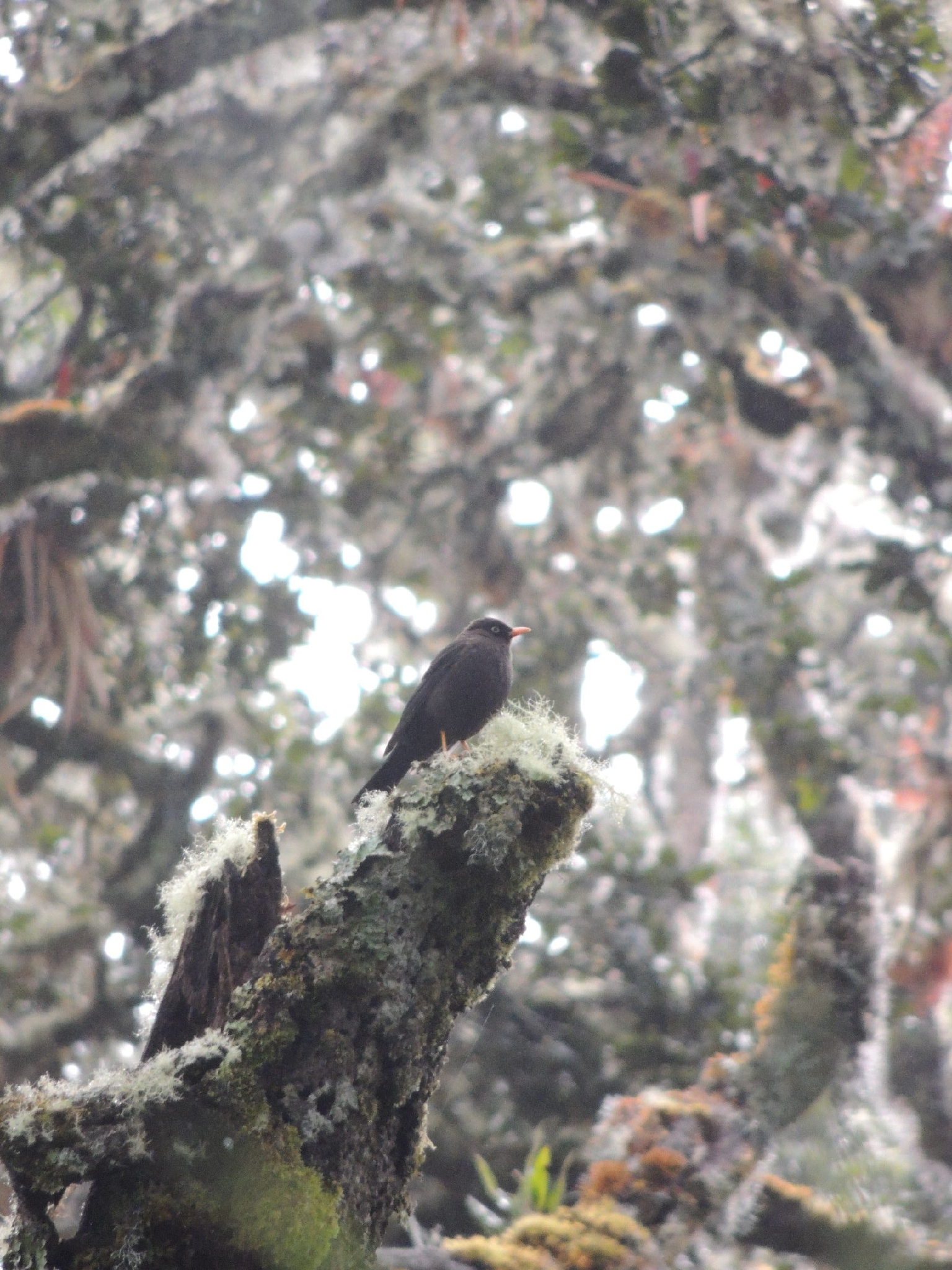 Sooty Thrush (Turdus nigrescens), photo 4