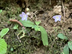 Staurogyne concinnula