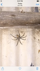 Euprosthenops australis