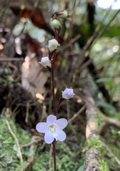 Staurogyne concinnula