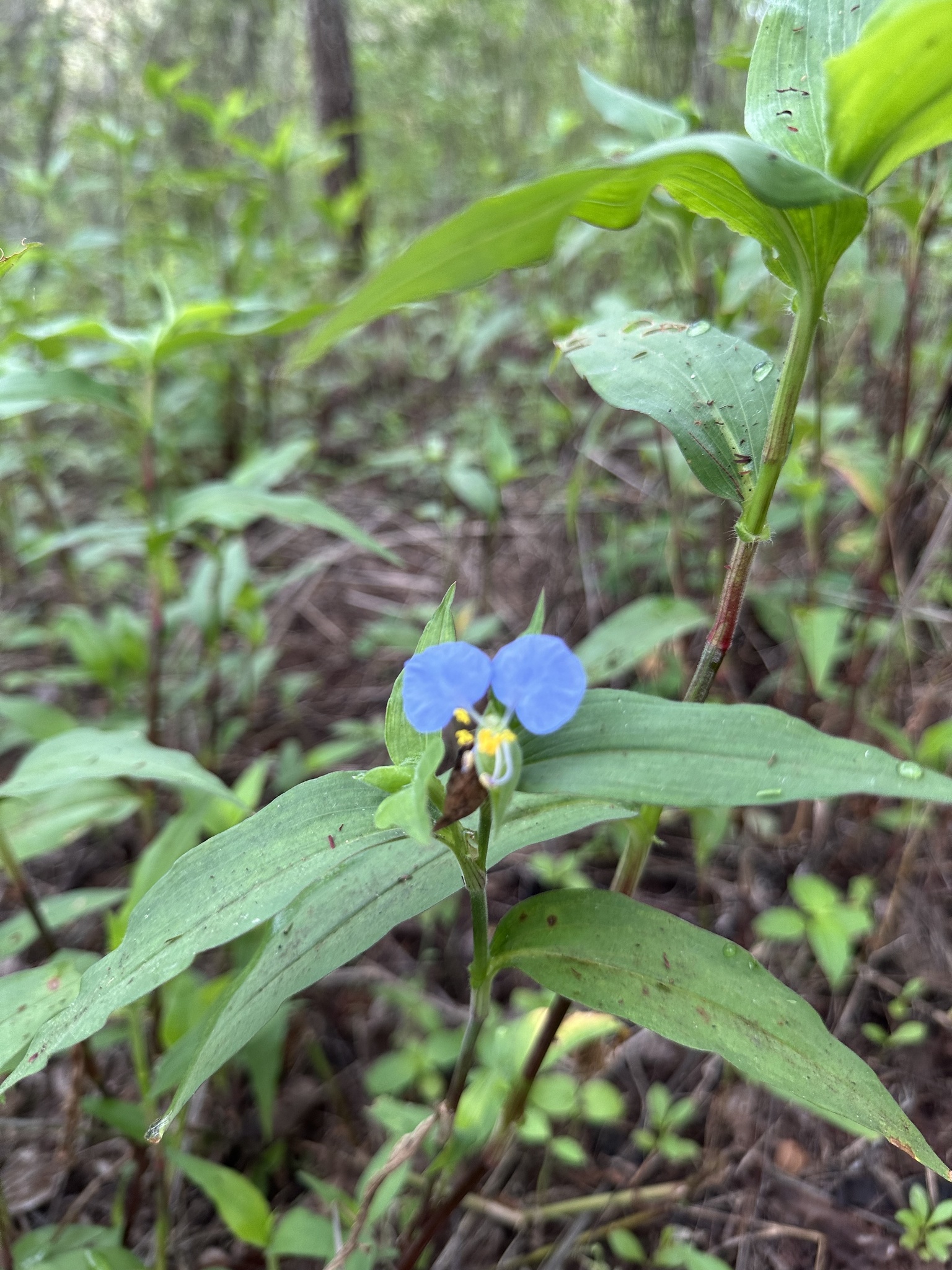 Commelina erecta