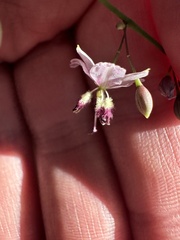 Arthropodium milleflorum, photograph (c) Sid Miller, some rights reserved (CC BY)