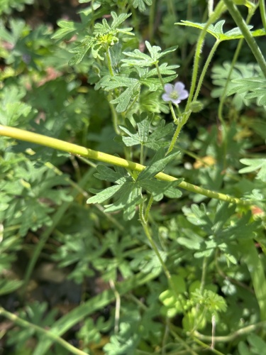 Arthropodium milleflorum, photograph 3