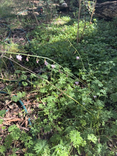 Arthropodium milleflorum, photograph 1