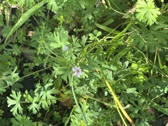 Arthropodium milleflorum, photograph (c) Sid Miller, some rights reserved (CC BY)