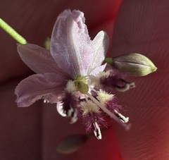 Arthropodium milleflorum