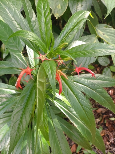 Lobelia persicifolia 2