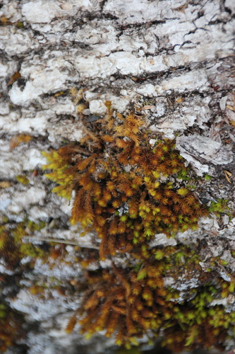 iNaturalist observation photo of Pulvigera